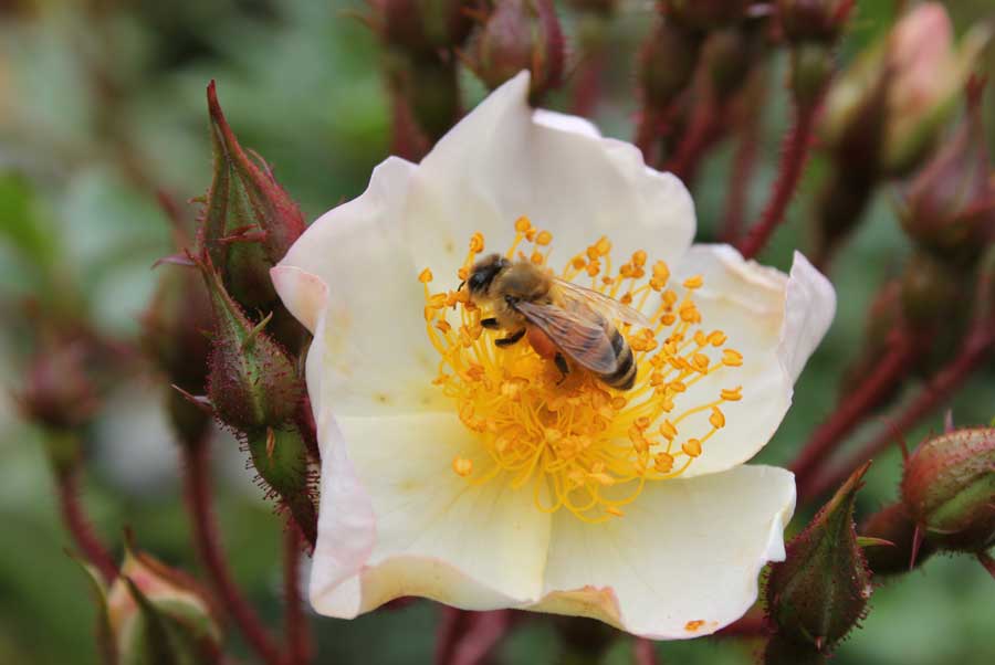 Bees