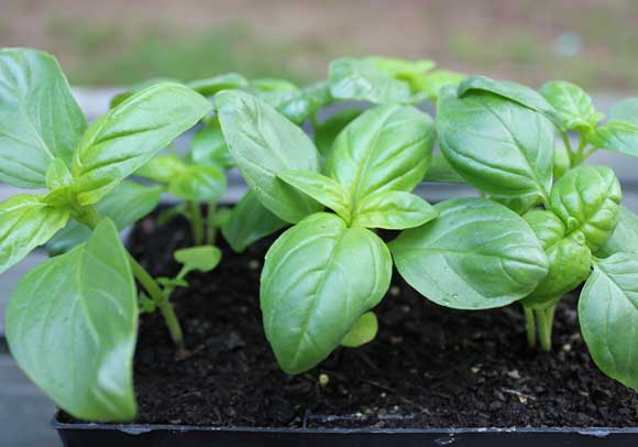 Herbs