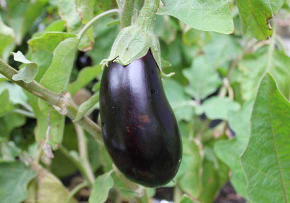 Tomatoes