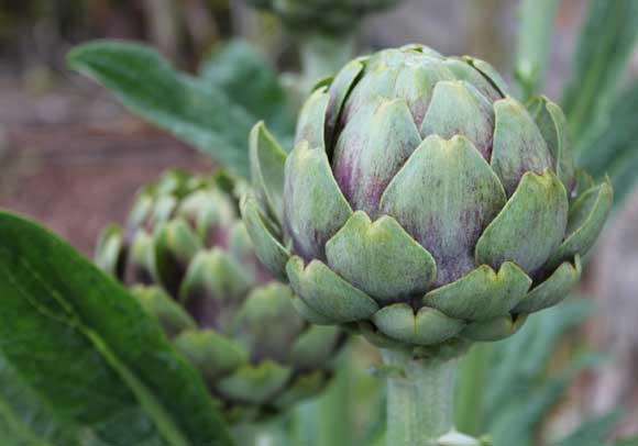 Globe Artichoke