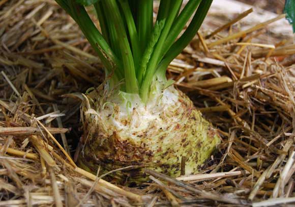 Celeriac