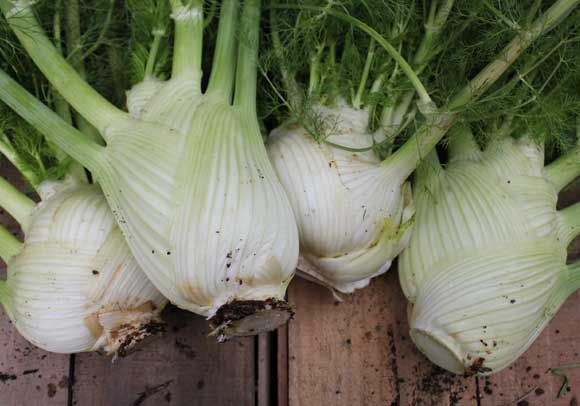 Florence Fennel