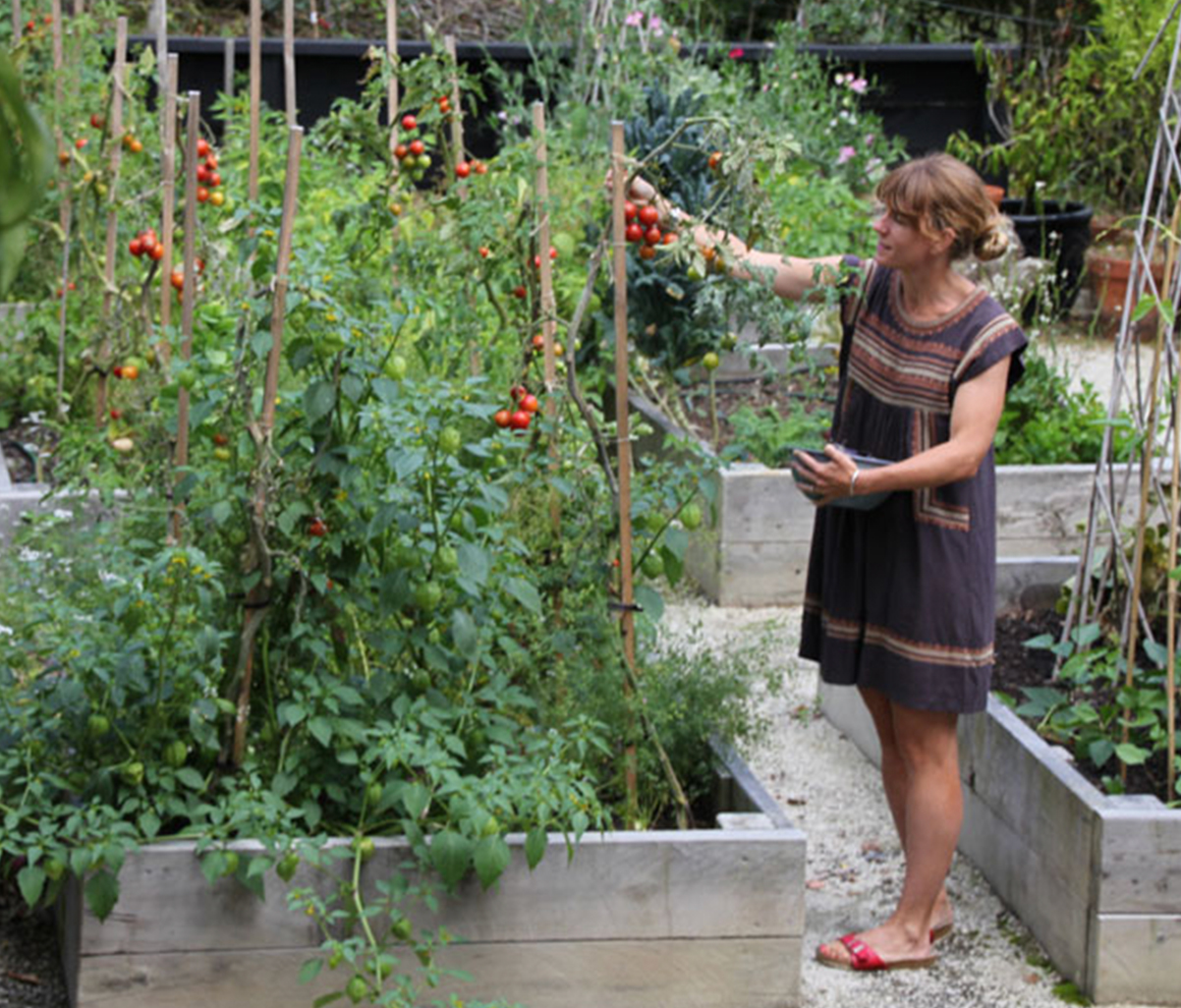 Tomatoes