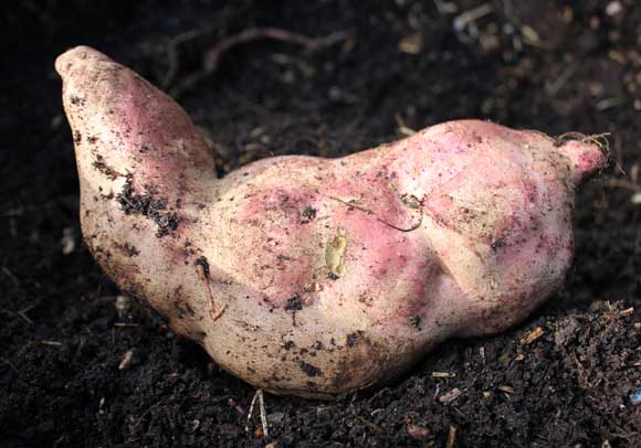 Sweet potato