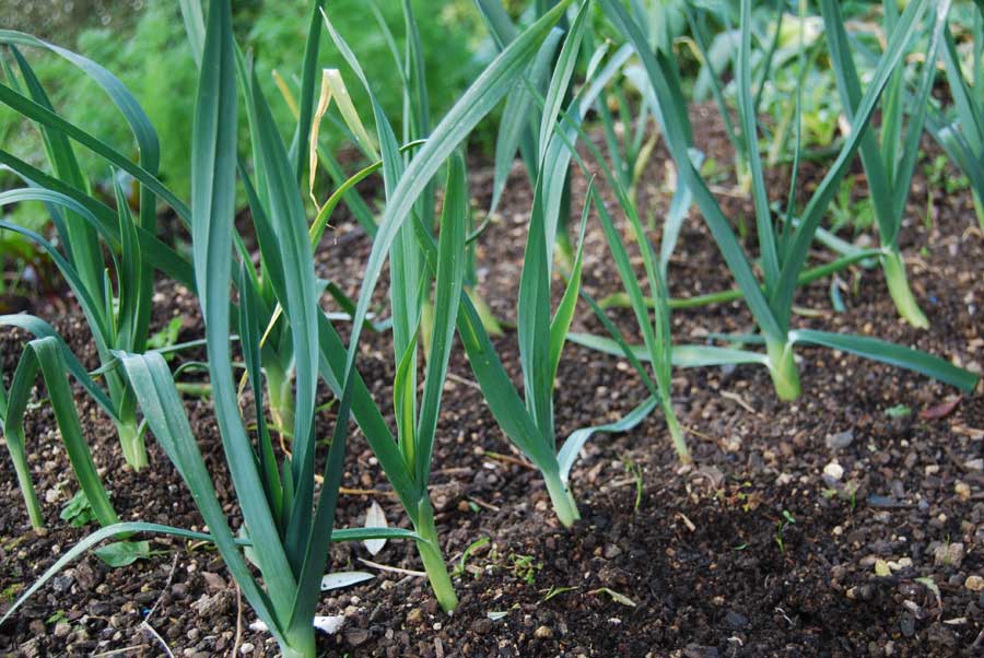 Leeks