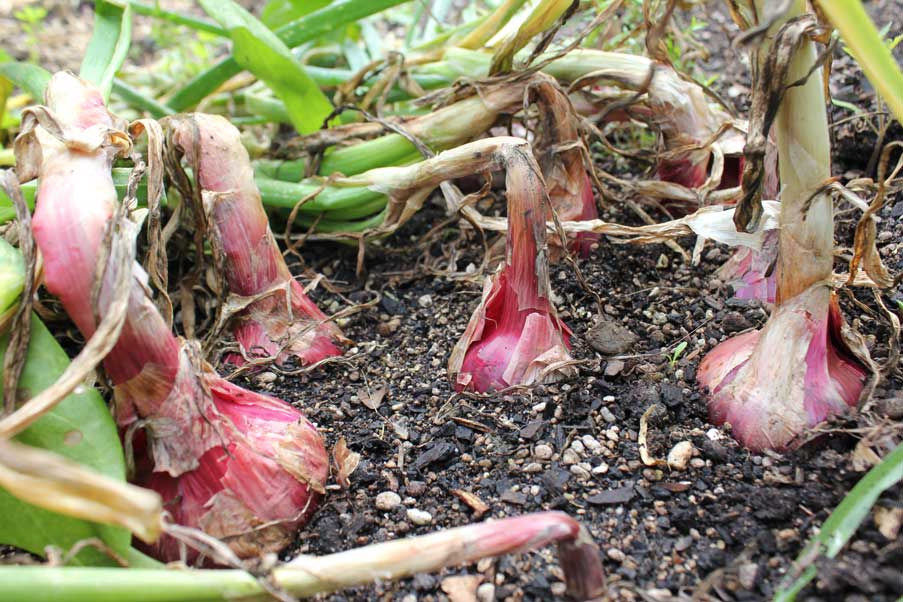 Onions