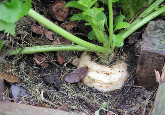 Parsnip
