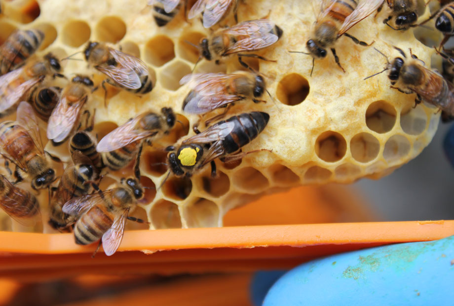 ‘Beekeeping is a guessing game…’