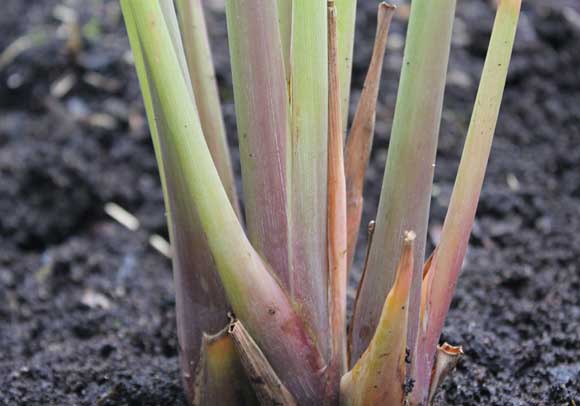 Lemongrass