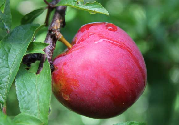 Plum