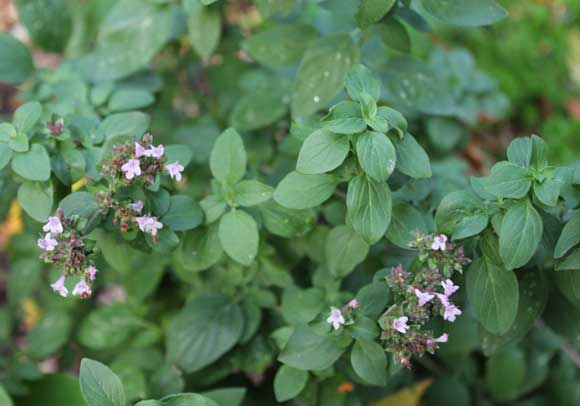 Oregano
