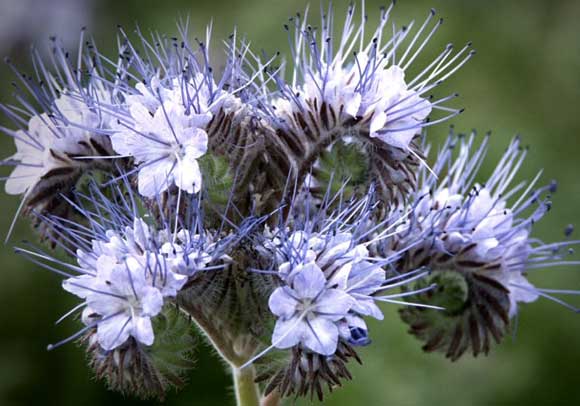 Phacelia