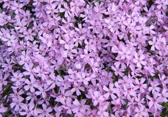 Phlox