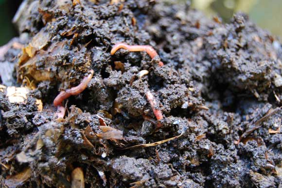 Worm Compost
