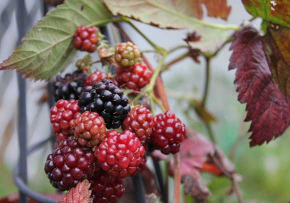 Boysenberry