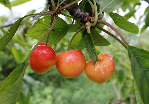 Cherry