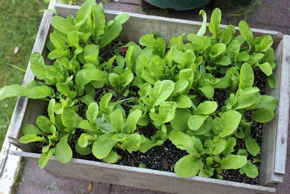 Sowing seeds into containers