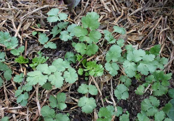 Coriander