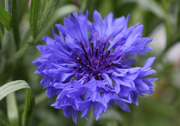 Cornflower