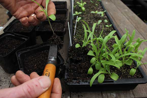 Transplanting seedlings