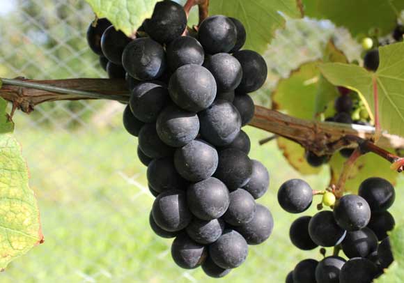 Grapes