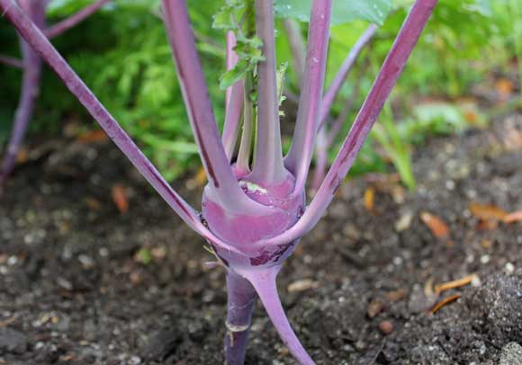Kohlrabi