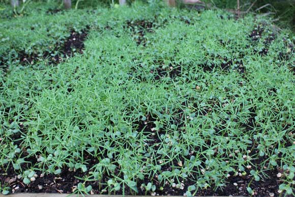 Powdery mildew