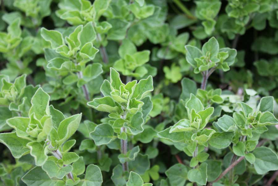 Marjoram