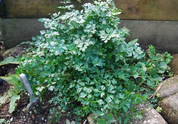 Parsely