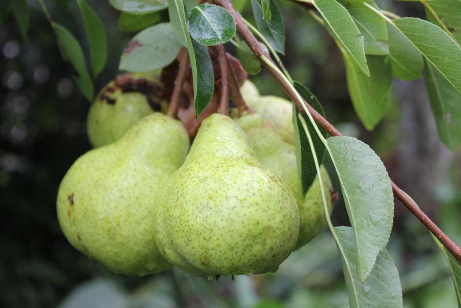 Pear