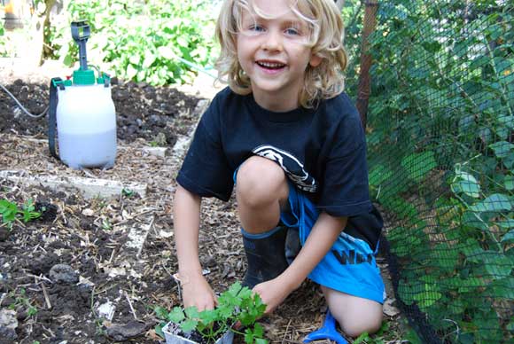 Planting seedlings in the garden