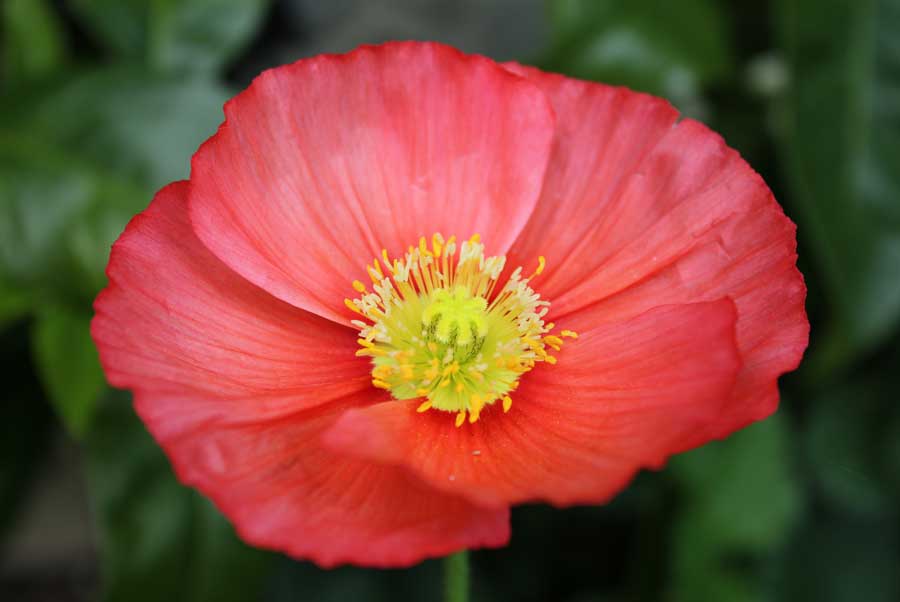Poppy