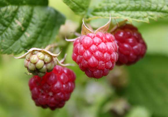Raspberry