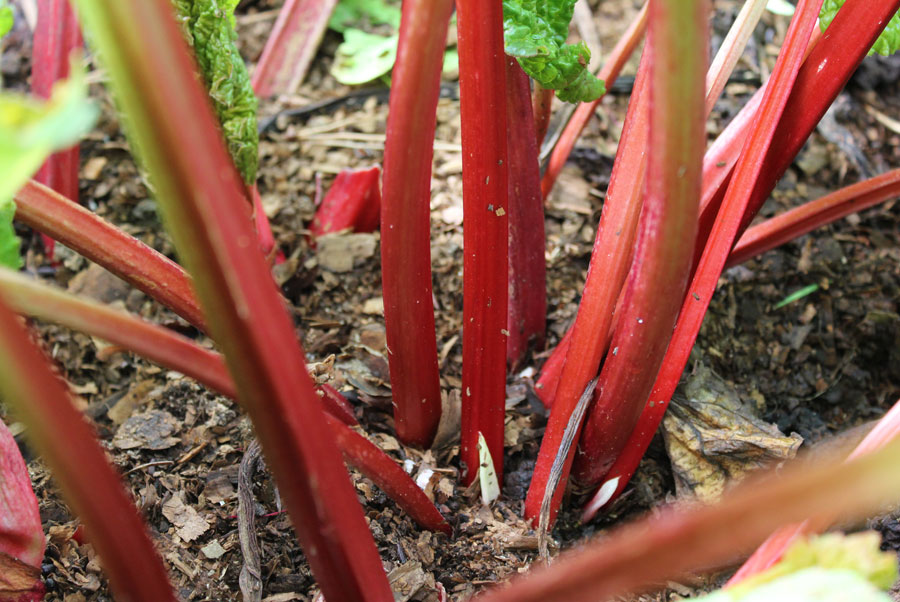 Rhubarb