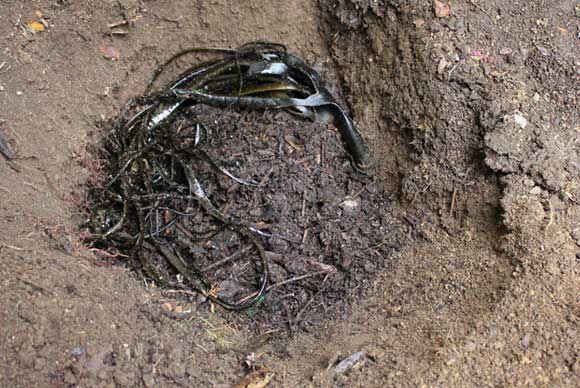 Rich planting pits