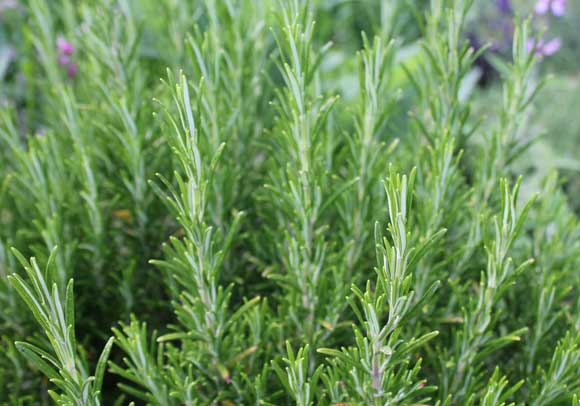 Rosemary
