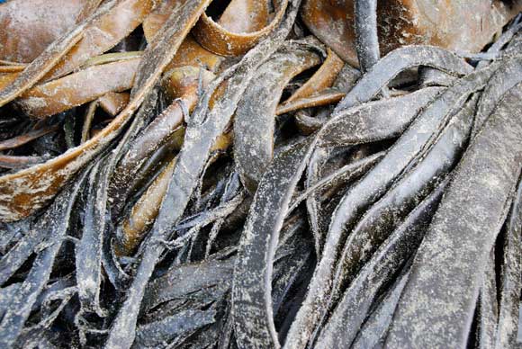 Seaweed