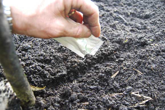 Sowing seed directly into the garden