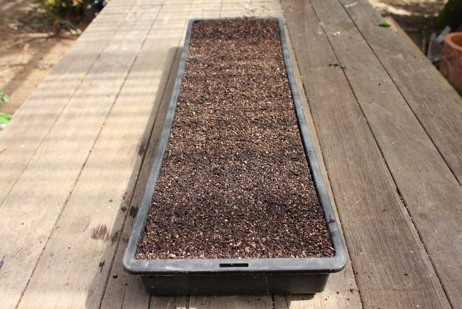 Sowing seeds into trays