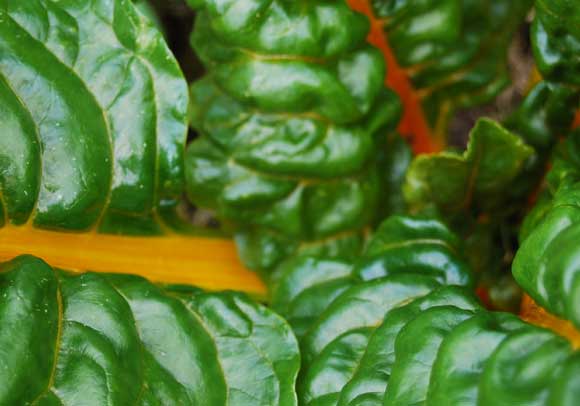 Chard