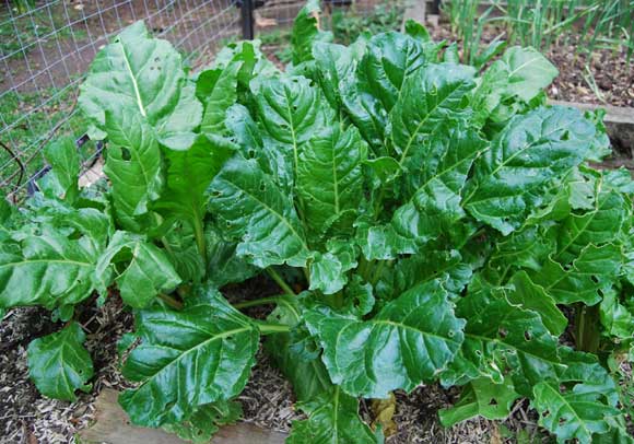 Spinach