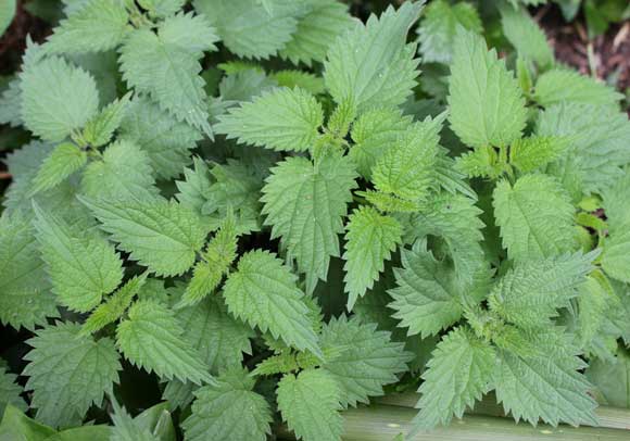 Stinging Nettle