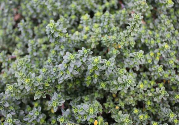 Thyme