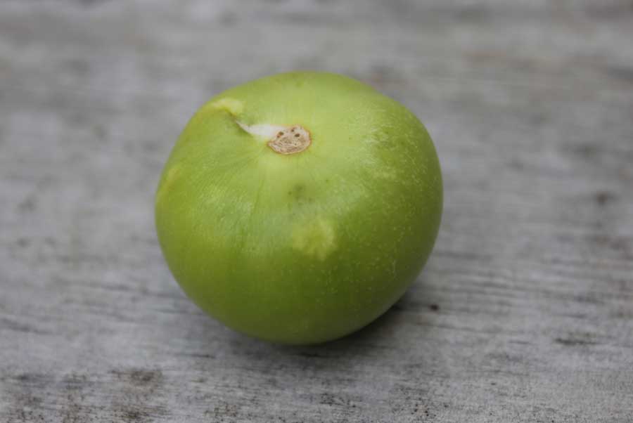 Tomatillo