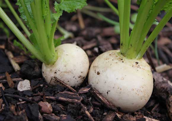 Turnip