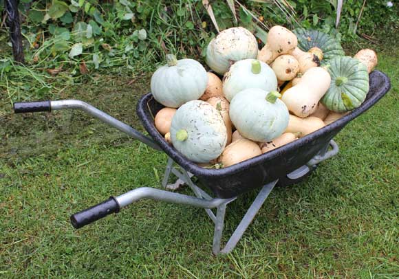 Pumpkin & Squash