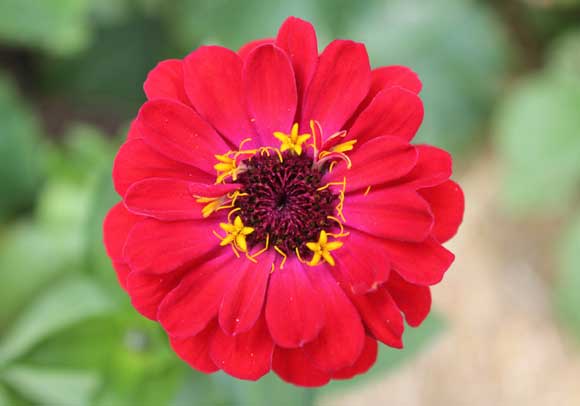 Zinnia