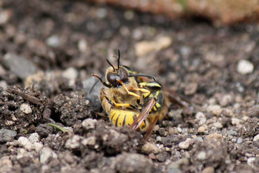Bee problems