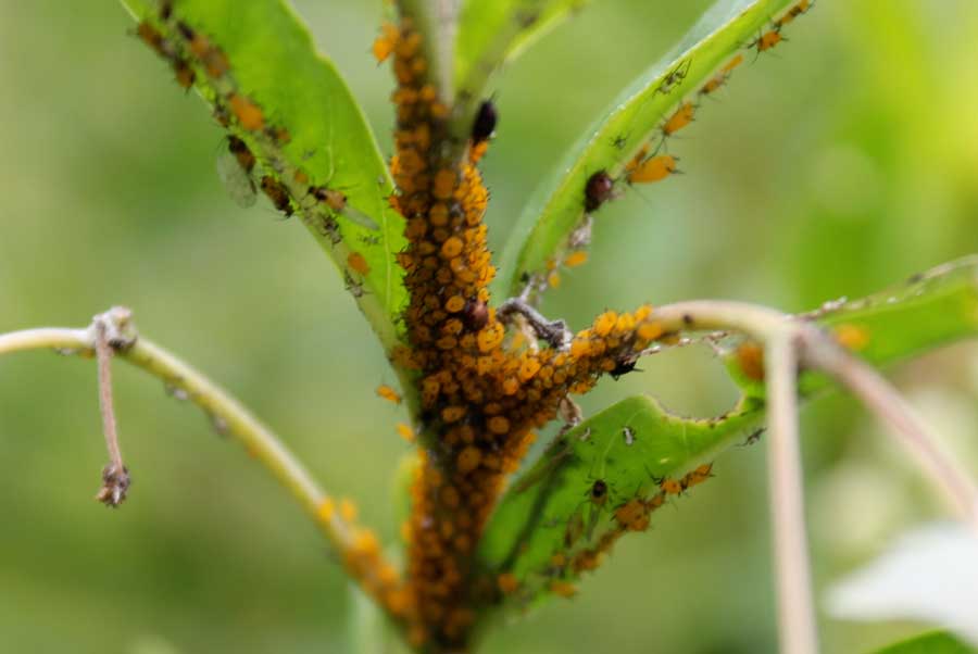 Powdery mildew