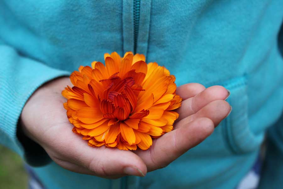 Companion Flowers